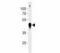 Beta-Actin antibody, F52293-0.4ML, NSJ Bioreagents, Western Blot image 