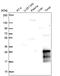 Suprabasin antibody, PA5-64338, Invitrogen Antibodies, Western Blot image 