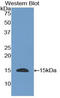 Epidermal Growth Factor antibody, LS-C300279, Lifespan Biosciences, Western Blot image 