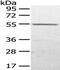 UTP--glucose-1-phosphate uridylyltransferase antibody, CSB-PA100573, Cusabio, Western Blot image 