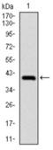 NEDD8 Ubiquitin Like Modifier antibody, abx015935, Abbexa, Western Blot image 