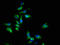 Erythropoietin Receptor antibody, LS-C670134, Lifespan Biosciences, Immunofluorescence image 