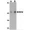 Isocitrate Dehydrogenase (NADP(+)) 2, Mitochondrial antibody, MBS150986, MyBioSource, Western Blot image 