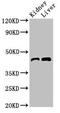 Basic Leucine Zipper Nuclear Factor 1 antibody, LS-C677302, Lifespan Biosciences, Western Blot image 