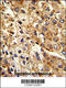 ATPase Na+/K+ Transporting Subunit Beta 2 antibody, 63-865, ProSci, Immunohistochemistry paraffin image 