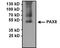 Paired Box 8 antibody, PA1-112, Invitrogen Antibodies, Immunoprecipitation image 