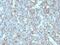 CD99 Molecule (Xg Blood Group) antibody, MBS438817, MyBioSource, Immunohistochemistry frozen image 