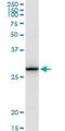 Transmembrane Protein 126B antibody, H00055863-D01P, Novus Biologicals, Western Blot image 