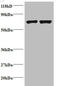 Histone Cluster 1 H2B Family Member I antibody, A51588-100, Epigentek, Western Blot image 