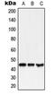 Motilin Receptor antibody, MBS820139, MyBioSource, Western Blot image 