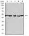 Ubiquitin Recognition Factor In ER Associated Degradation 1 antibody, NBP2-61829, Novus Biologicals, Western Blot image 