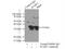 Sulfatase Modifying Factor 2 antibody, 11210-1-AP, Proteintech Group, Immunoprecipitation image 