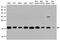 Ubiquitin Conjugating Enzyme E2 I antibody, LS-C800124, Lifespan Biosciences, Western Blot image 