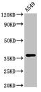 Zinc Finger Protein 488 antibody, CSB-PA026785LA01HU, Cusabio, Western Blot image 