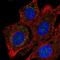 Cytochrome C Oxidase Assembly Homolog COX15 antibody, NBP2-57834, Novus Biologicals, Immunofluorescence image 