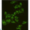 Apoptosis Inducing Factor Mitochondria Associated 1 antibody, LS-C812872, Lifespan Biosciences, Immunocytochemistry image 