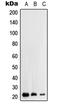 Ras Homolog Family Member H antibody, LS-C351843, Lifespan Biosciences, Western Blot image 