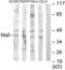 MAF BZIP Transcription Factor antibody, abx013321, Abbexa, Western Blot image 