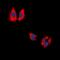 Mitochondrial-processing peptidase subunit alpha antibody, orb78388, Biorbyt, Immunofluorescence image 