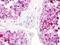 Lysophosphatidic Acid Receptor 5 antibody, LS-A426, Lifespan Biosciences, Immunohistochemistry frozen image 