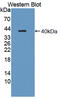 L-aminoadipate-semialdehyde dehydrogenase-phosphopantetheinyl transferase antibody, abx128072, Abbexa, Western Blot image 