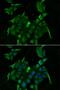 Solute Carrier Family 34 Member 1 antibody, LS-B15423, Lifespan Biosciences, Immunofluorescence image 
