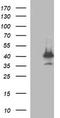 p38 MAPK antibody, LS-C787867, Lifespan Biosciences, Western Blot image 