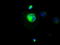 CD4 antibody, TA500482, Origene, Immunofluorescence image 