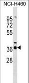 SERTA Domain Containing 2 antibody, LS-C158952, Lifespan Biosciences, Western Blot image 