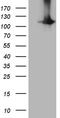 HECT Domain And Ankyrin Repeat Containing E3 Ubiquitin Protein Ligase 1 antibody, LS-C795251, Lifespan Biosciences, Western Blot image 