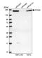 ATPase Family AAA Domain Containing 2 antibody, NBP1-84123, Novus Biologicals, Western Blot image 