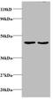 TNF Superfamily Member 14 antibody, A51761-100, Epigentek, Western Blot image 