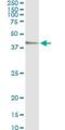 TEA Domain Transcription Factor 4 antibody, H00007004-M01, Novus Biologicals, Immunoprecipitation image 