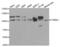 Catenin Delta 1 antibody, LS-C331607, Lifespan Biosciences, Western Blot image 