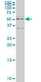 Apoptosis Inhibitor 5 antibody, LS-C105065, Lifespan Biosciences, Western Blot image 