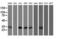 Mitochondrial Translational Initiation Factor 3 antibody, LS-C336967, Lifespan Biosciences, Western Blot image 