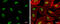 RAD17 Checkpoint Clamp Loader Component antibody, GTX132150, GeneTex, Immunofluorescence image 