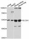 Solute Carrier Family 2 Member 1 antibody, abx126576, Abbexa, Western Blot image 