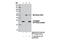 T7 epitope tag antibody, 13246T, Cell Signaling Technology, Immunoprecipitation image 