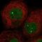 Zinc Finger Protein 8 antibody, NBP1-81755, Novus Biologicals, Immunofluorescence image 