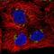 ZNT6 antibody, HPA057328, Atlas Antibodies, Immunocytochemistry image 