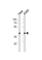 ERCC Excision Repair 1, Endonuclease Non-Catalytic Subunit antibody, abx034781, Abbexa, Western Blot image 