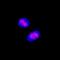 CREB Binding Protein antibody, AF2989, R&D Systems, Immunocytochemistry image 