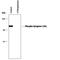 Synapsin I antibody, PPS084, R&D Systems, Western Blot image 