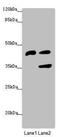 Serpin Family B Member 6 antibody, LS-C676469, Lifespan Biosciences, Western Blot image 