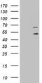 Dolichyl-Diphosphooligosaccharide--Protein Glycosyltransferase Non-Catalytic Subunit antibody, LS-C789967, Lifespan Biosciences, Western Blot image 