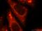 TRNA Methyltransferase 11 Homolog antibody, 17555-1-AP, Proteintech Group, Immunofluorescence image 