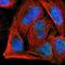 Actin Related Protein T1 antibody, NBP1-89184, Novus Biologicals, Immunofluorescence image 