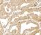 Beta-Actin antibody, A300-491A, Bethyl Labs, Immunohistochemistry frozen image 