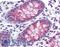 Transmembrane Serine Protease 4 antibody, LS-A9910, Lifespan Biosciences, Immunohistochemistry frozen image 